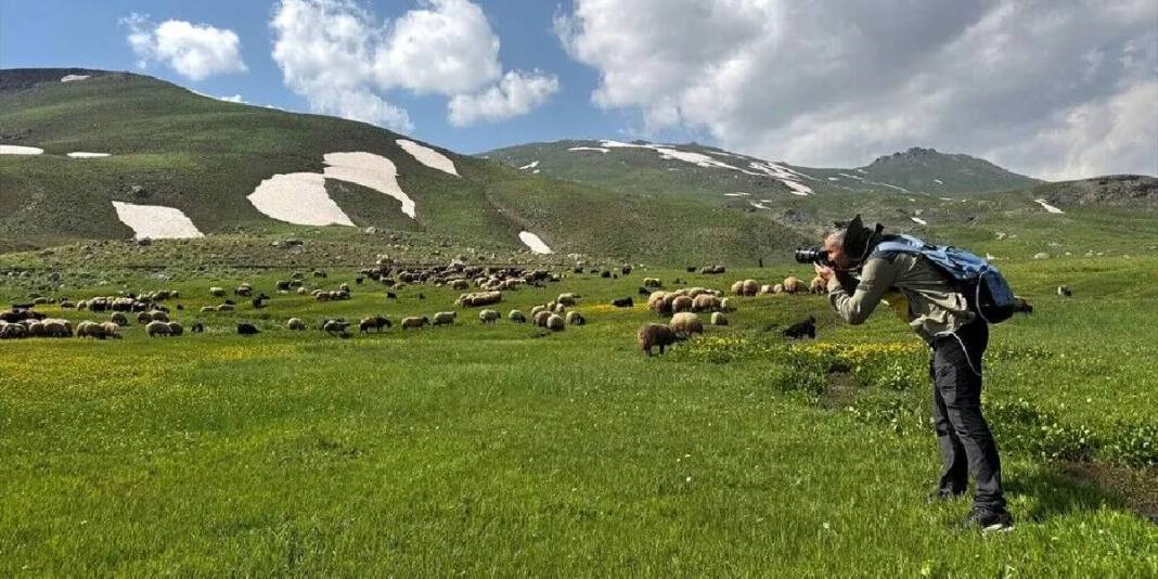 Onlar doğal yaşıyor, doğaseverler akın ediyor! Berçelan Yaylası bu yazın gözdesi 7
